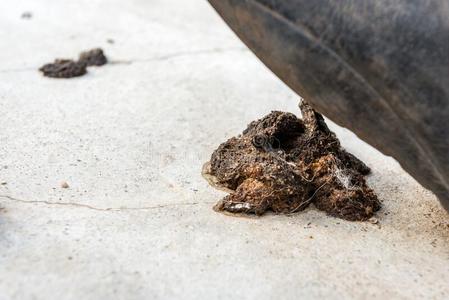 狗的排泄物图片