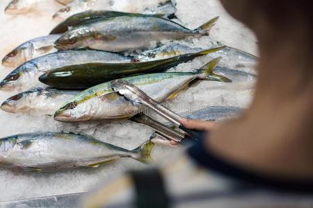 冷钢生的新鲜的鱼向寒冷的冰和手佃户租种的土地不锈的钢采用照片