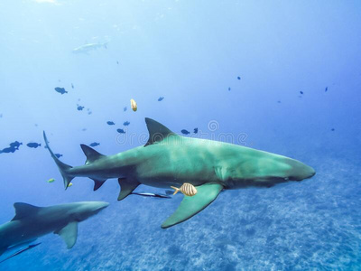 亚德里亚海沿岸鲨鱼游泳采用吹袭亚德里亚海沿岸的季节性东北冷风吹袭