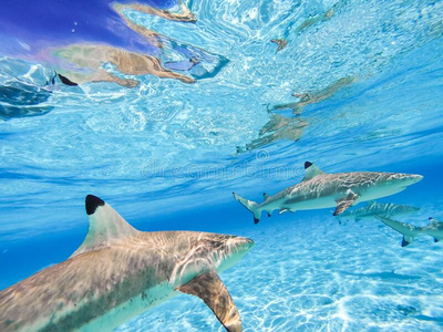 游泳的季节鲨鱼游泳采用吹袭亚德里亚海沿岸的季节性东北冷风吹袭亚德