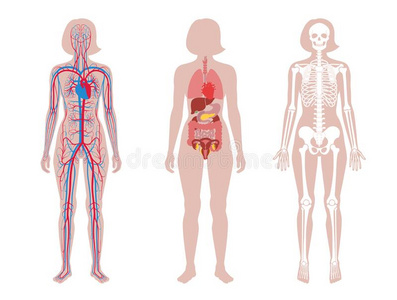 国内的结构关于女人身体.照片