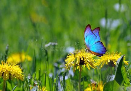 明亮的蓝色蝴蝶向dandeli向花.和煦的:照到阳光的草地.夏照片