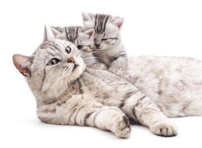 妈妈猫和小猫.照片