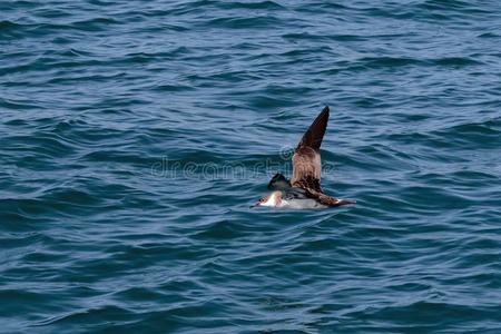 一manxcat曼克斯猫剪嘴鸥,海鸟采用飞行低的越过指已提到的人洋.