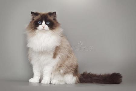 猫的姿势摄影图 猫的姿势图片大全 猫的姿势照片 摄图新视界