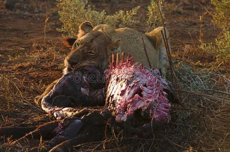 狮子吃杀死图片