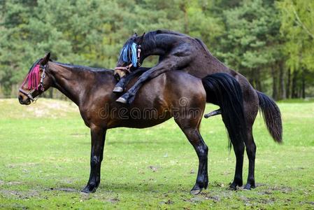 马交配动物图片