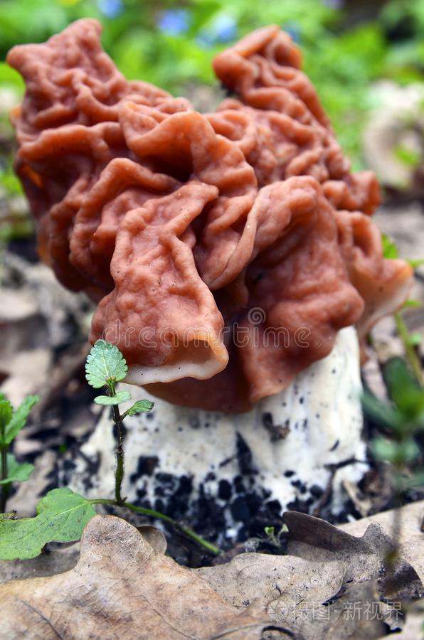 鹿花菌属埃斯库塔虚伪的草笠竹,牛犊脑,公牛鼻子蘑菇采用