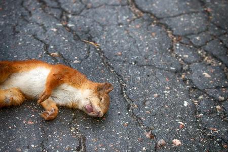 成熟的松鼠打在旁边汽车向铺森林公路.照片