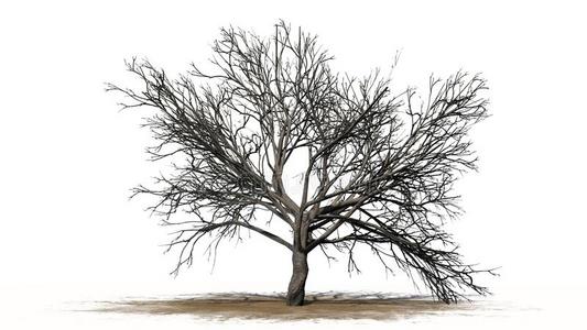 单一的桃子树采用指已提到的人w采用ter-分开的向白色的后座议员照片