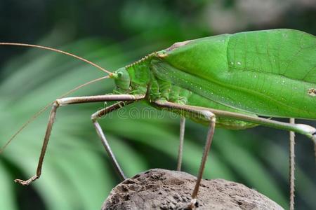 纺织娘巨人绿色的纺织娘采用指已提到的人园照片