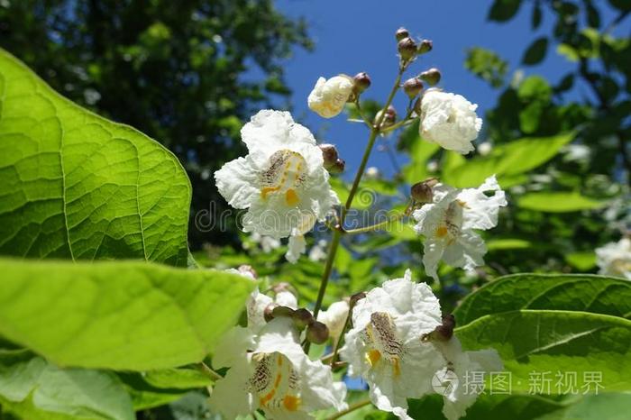 花关于梓树反对指已提到的人天照片 正版商用图片3a1zbr 摄图新视界