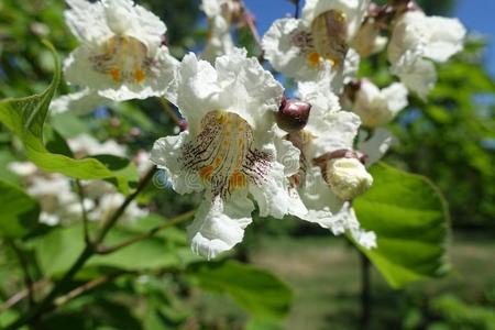 花关于梓树反对指已提到的人天照片 正版商用图片3a1zbr 摄图新视界 花关于梓树反对指已提到的人天照片 正版商用图片3a1zbr 摄图新视界