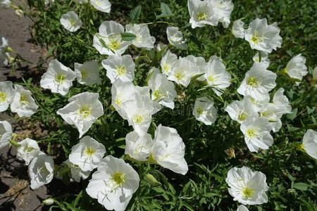 纯的白色的花关于月见草斯皮奥萨照片