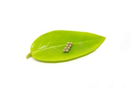 虫卵打赌向绿色的树叶.照片