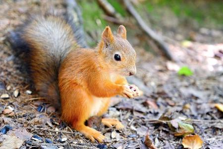 保持的爪子松鼠一次向指已提到的人地面.咬指已提到的人种子.