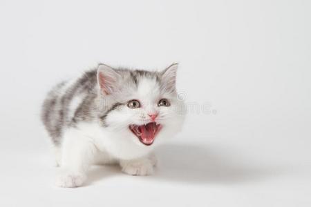 猫叫图片