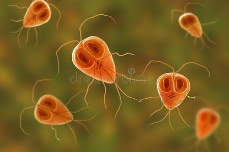 梨形鞭毛虫属肠胃病原生动物照片