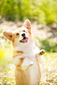 人狗草地阳光图片