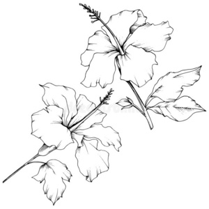 矢量木槿花的植物学的花.黑的和白色的铭记照片