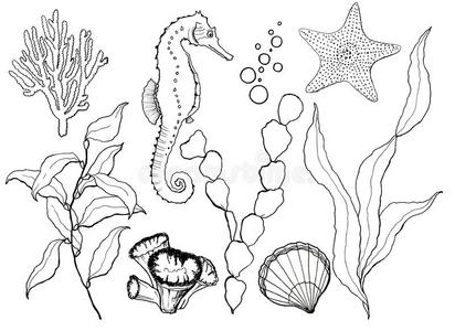 手描画的海马,昆布属植物,斯塔菲斯照片