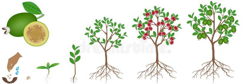 果树根图片-果树根素材-果树根插画-摄图新视界