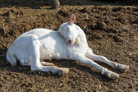 投掷的头发图片