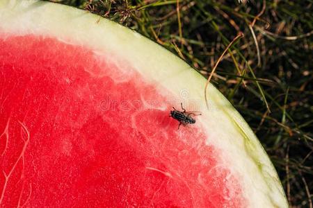 红色的眼睛, 一只绿色的苍蝇坐在一片绿叶上飞机上的年轻女子室内模拟