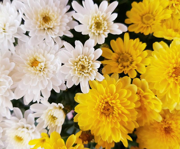 百花香图片-百花香素材-百花香插画-摄图新视界