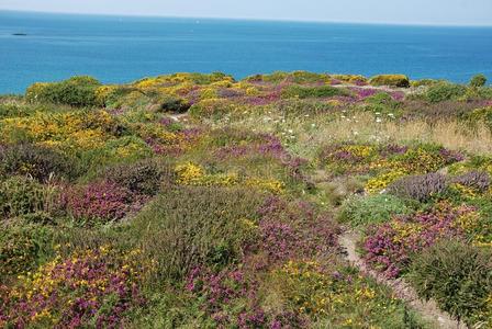 欧石南摄影图-欧石南图片大全-欧石南照片-摄图新视界