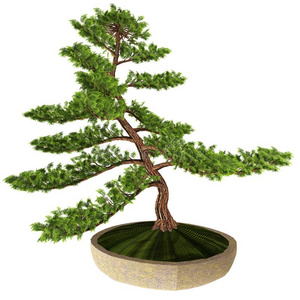 扁柏日本扁柏虚伪的柏属植物盆景树照片