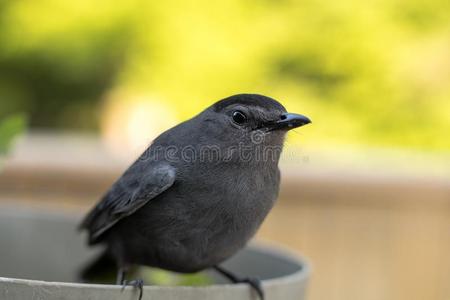 捕猫灰色猫声鸟栖息处向一pl一nter照片