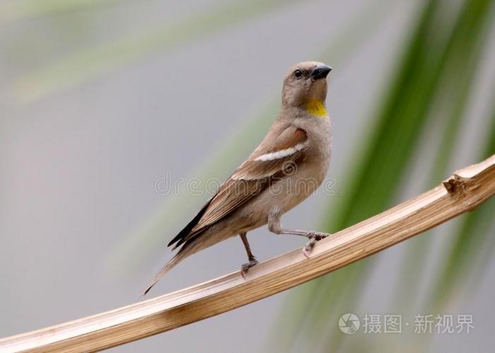 黄色的用沙哑的声音或嗓音发音麻雀