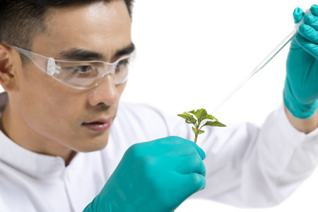 植物科学男科学家研究观察植物幼苗照片