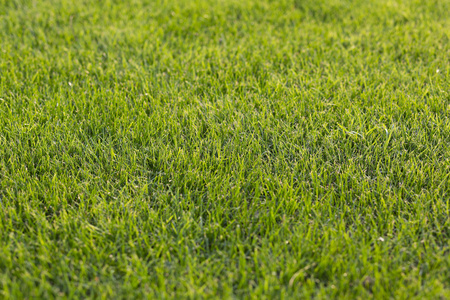 绿色草地绿色草地绿色草地自动驾驶无人驾驶汽车草地绿色草地无人机