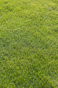 草地无人图片-草地无人素材-草地无人插画-摄图新视界