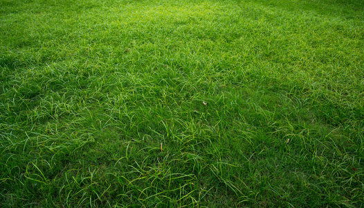 草地无人图片-草地无人素材-草地无人插画-摄图新视界