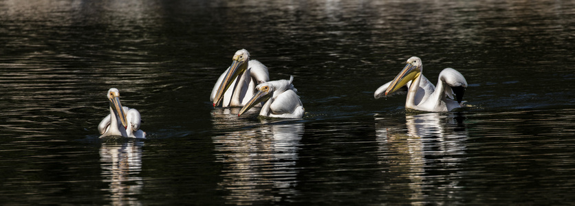 的鹈鹕湾太阳在岩石上的海浪大白鹈鹕奈湖上飞孩子和鹈鹕在夜空中飞行