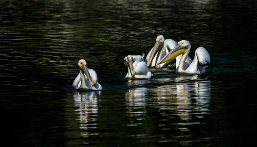 道路小男孩和褐鹈鹕飞在秋天的树林大白鹈鹕长时间曝光的鹈鹕湾太阳在