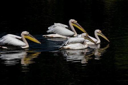 鹈鹕漂浮物图片