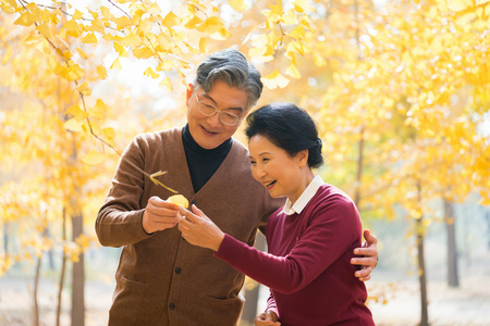 在银杏林散步的老年夫妻