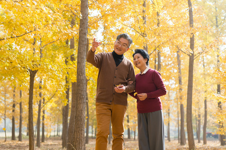 在银杏林散步的老年夫妻照片