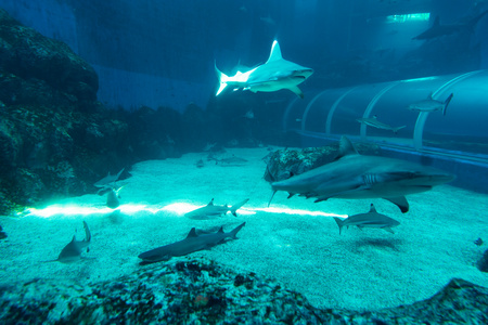 海底世界鱼群图片