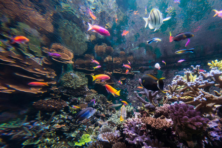 海底世界鱼群图片-海底世界鱼群素材-海底世界鱼群插画-摄图新视界