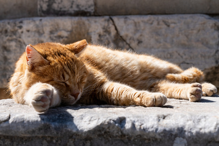 慵懒小猫咪图片