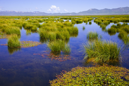 四川阿坝诺尔盖花湖