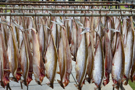 湖南岳阳洞庭湖鱼照片