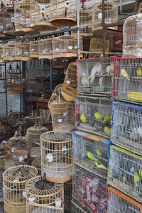 十里河花鸟市场照片