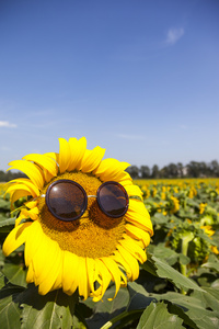 春天图片景色戴眼镜的向日葵照片