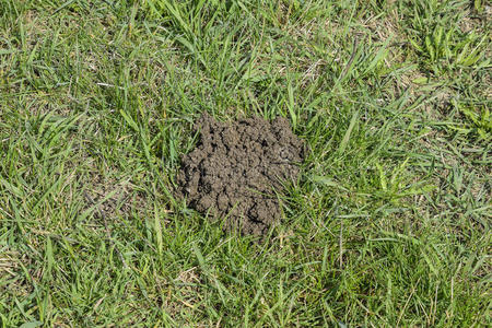 指已提到的人土堆关于泥土左边的在旁边指已提到的人鼹鼠照片